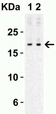 Western Blot: IL-17/IL-17A AntibodyBSA Free [NBP1-76337]