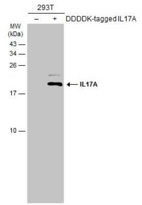 Western Blot: IL-17/IL-17A Antibody [NBP3-13294]