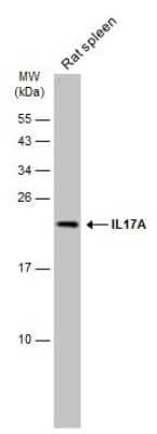 Western Blot: IL-17/IL-17A Antibody [NBP3-13294]