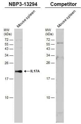 Western Blot: IL-17/IL-17A Antibody [NBP3-13294]