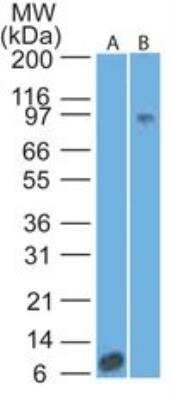 Western Blot: IL-17RA/IL-17R Antibody (49M4D2)Azide Free [NBP2-25271]