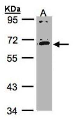 Western Blot: IL-17RC Antibody [NBP1-32481]