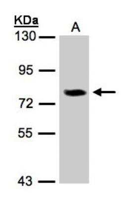 Western Blot: IL-17RD/SEF Antibody [NBP1-32307]