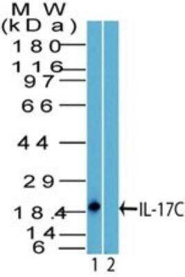 Western Blot: IL-17C Antibody [NBP2-27100]