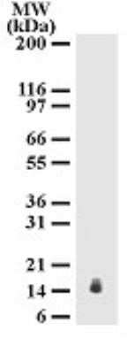 Western Blot: IL-17E/IL-25 Antibody (68C1039.2)Azide Free [NBP2-33223]