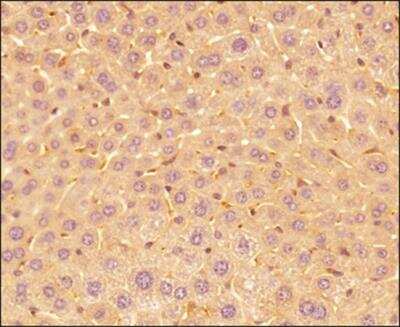 Immunohistochemistry-Paraffin: IL-17E/IL-25 Antibody (68C1039.2) - BSA Free [NB100-56541]