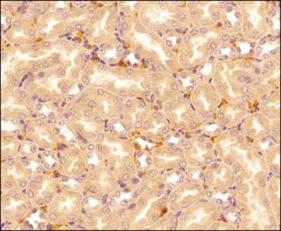 Immunohistochemistry-Paraffin: IL-17E/IL-25 Antibody (68C1039.2) - BSA Free [NB100-56541]