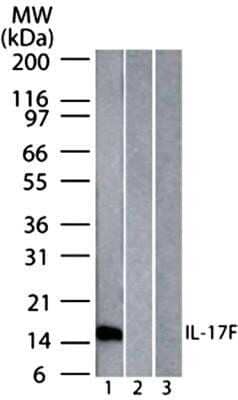 Western Blot: IL-17F Antibody (4H1629.1)Azide and BSA Free [NBP2-80796]