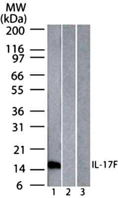 Western Blot: IL-17F Antibody (4H1629.1)BSA Free [NBP2-27327]