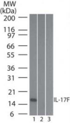 Western Blot: IL-17F Antibody (4H450)Azide and BSA Free [NBP2-27319]