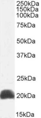 Western Blot: IL-18/IL-1F4 Antibody (125-2H)ChimericAzide and BSA Free [NBP2-81040]