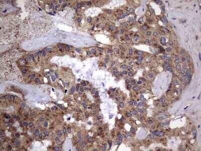 Immunohistochemistry: IL-1ra/IL-1F3/IL1RN Antibody (OTI2B1) - Azide and BSA Free [NBP2-71022]