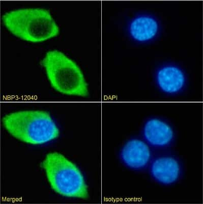 Immunocytochemistry/ Immunofluorescence: IL-2 R beta Antibody (5H4) - Chimeric - Azide and BSA Free [NBP3-12040]