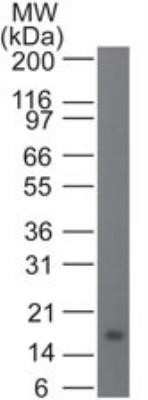 Western Blot: IL-21 Antibody (14k5H3)Azide and BSA Free [NBP2-80800]