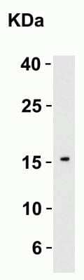 Western Blot: IL-21 AntibodyBSA Free [NBP1-76740]