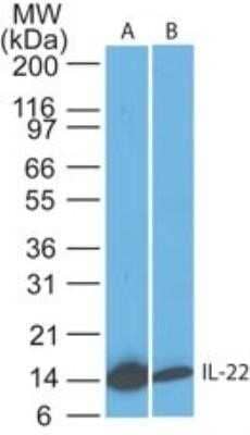 Western Blot: IL-22 Antibody (8F11E2)Azide and BSA Free [NBP2-80805]