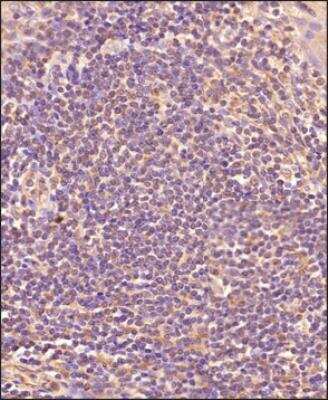 Immunohistochemistry-Paraffin: IL-22 Antibody (8F11E2) - BSA Free [NBP2-27339]