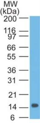 Western Blot: IL-22 Antibody (8F6F10)Azide and BSA Free [NBP2-80804]