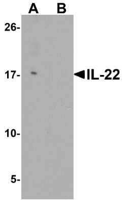 Western Blot: IL-22 AntibodyBSA Free [NBP2-41245]