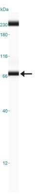 Simple Western: IL-23R Antibody [NB600-1147]