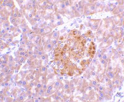 Immunohistochemistry-Paraffin: IL-23A/IL-23 P19 Antibody - BSA Free [NBP1-76697]