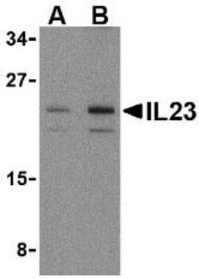 Western Blot: IL-23A/IL-23 P19 AntibodyBSA Free [NBP1-76697]