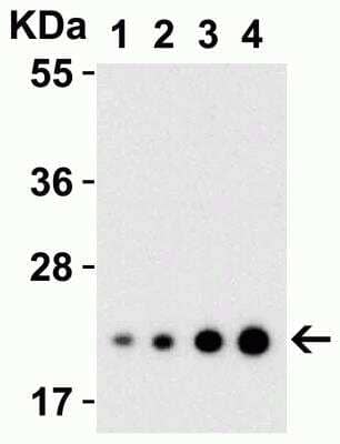 Western Blot: IL-23A/IL-23 P19 AntibodyBSA Free [NBP1-76697]