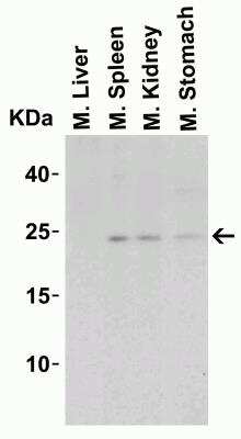 Western Blot: IL-23A/IL-23 P19 AntibodyBSA Free [NBP1-76697]