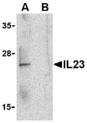Western Blot: IL-23A/IL-23 P19 AntibodyBSA Free [NBP1-77257]