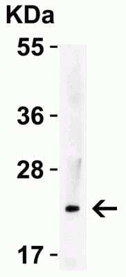 Western Blot: IL-23A/IL-23 P19 AntibodyBSA Free [NBP1-77257]