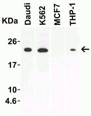 Western Blot: IL-23A/IL-23 P19 AntibodyBSA Free [NBP1-77257]