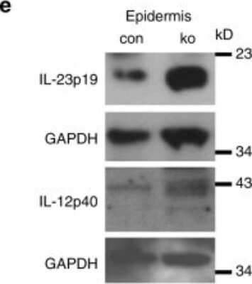 Western Blot: IL-23A/IL-23 P19 AntibodyBSA Free [NBP1-77257]