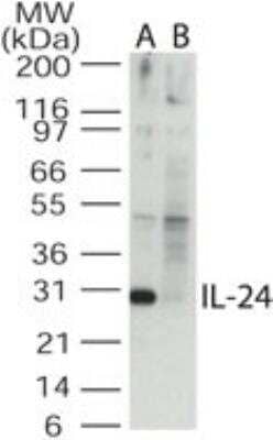 Western Blot: IL-24 Antibody [NB100-56407]