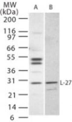 Western Blot: IL-27 Antibody [NB100-56389]