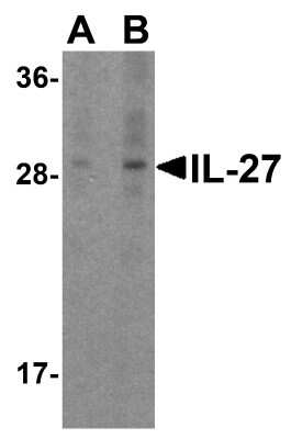 Western Blot: IL-27 AntibodyBSA Free [NBP1-76698]