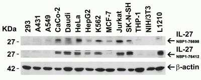 Western Blot: IL-27 AntibodyBSA Free [NBP1-76698]