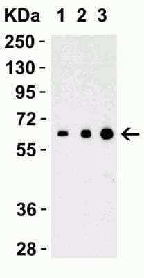 Western Blot: IL-27 AntibodyBSA Free [NBP1-76698]