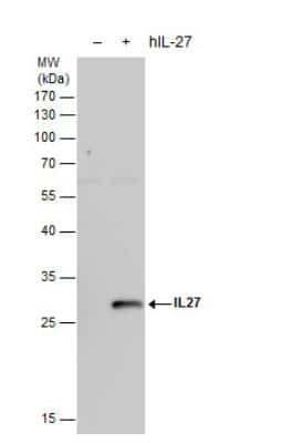 Western Blot: IL-27 Antibody [NBP2-16951]