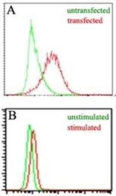 Flow Cytometry: EBI3 Antibody (10J706) [NBP2-03938]