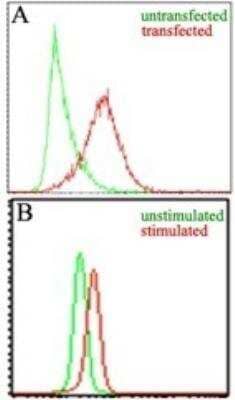 Flow Cytometry: EBI3 Antibody (10J803) [NBP2-03940]