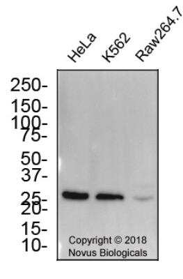 Western Blot: EBI3 AntibodyBSA Free [NBP2-03944]