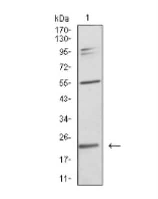 Western Blot: IL-28A/IFN-lambda 2 Antibody (7B9A4)BSA Free [NBP2-52494]