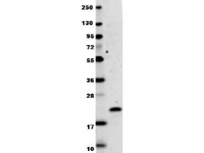 Western Blot: IL-29/IFN-lambda 1 Antibody [NBP1-77893]