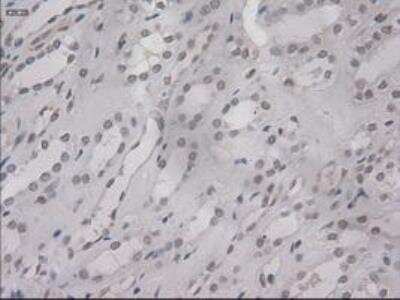 Immunohistochemistry-Paraffin: IL-3 Antibody (OTI3B11) [NBP1-47806]
