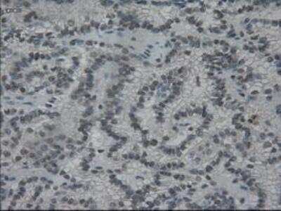 Immunohistochemistry-Paraffin: IL-3 Antibody (OTI3B11) [NBP1-47806]