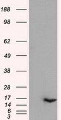 Western Blot: IL-3 Antibody (OTI3B11) [NBP1-47806]