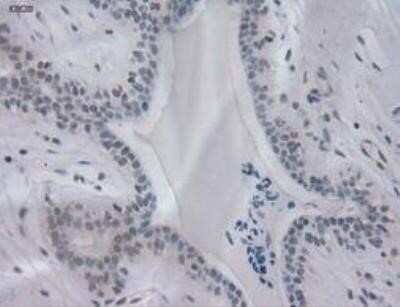 Immunohistochemistry: IL-3 Antibody (OTI3B11) - Azide and BSA Free [NBP2-71023]