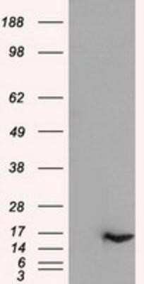 Western Blot: IL-3 Antibody (OTI3B11)Azide and BSA Free [NBP2-71023]