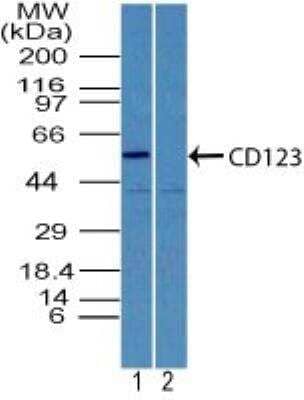 Western Blot: IL-3R alpha/CD123 Antibody [NBP2-27160]