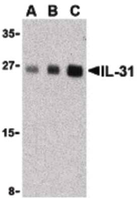 Western Blot: IL-31 AntibodyBSA Free [NBP1-03044]